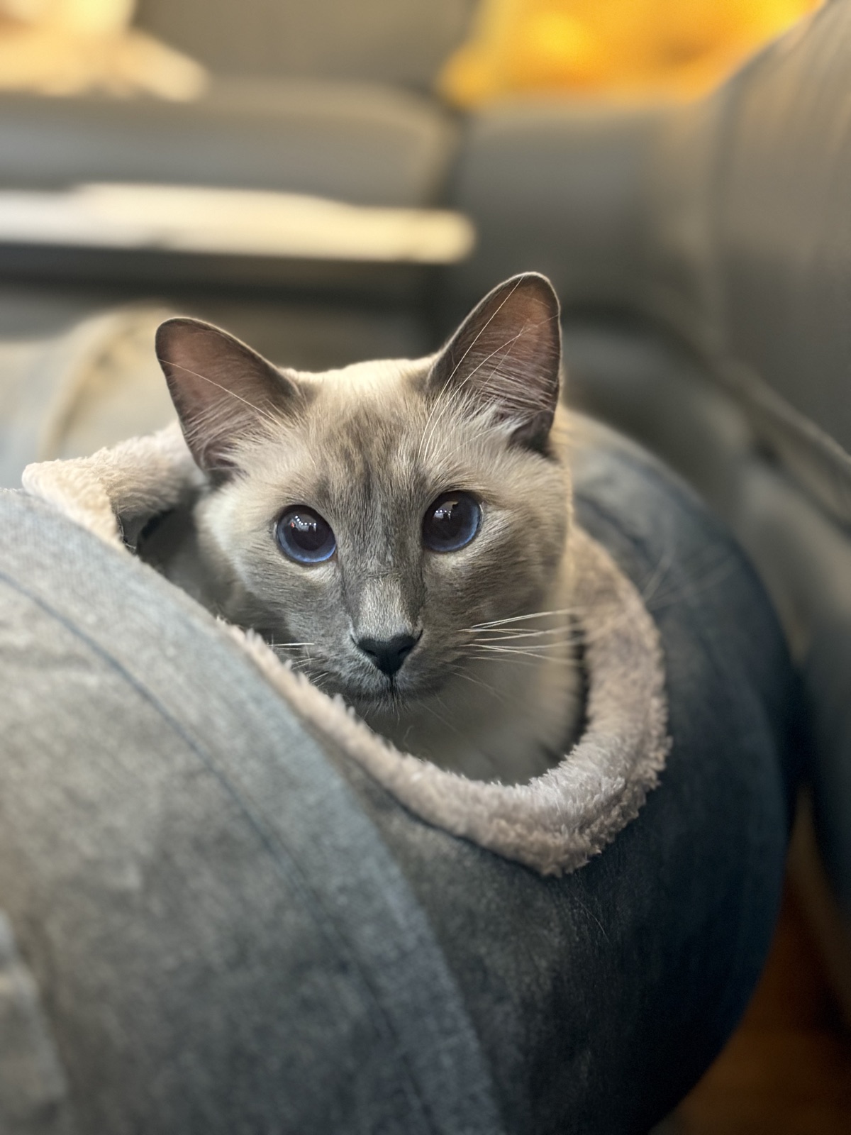 Juneau — Blue Point Balinese